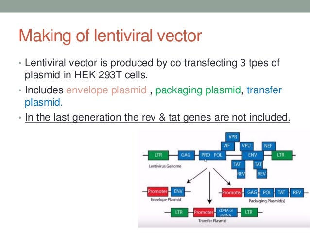 Animal viral based vectors