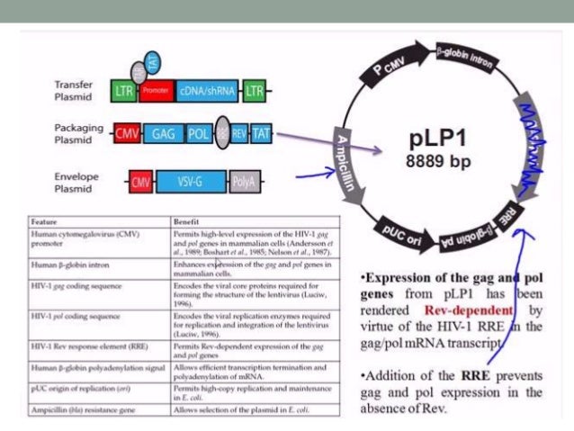 Animal viral based vectors