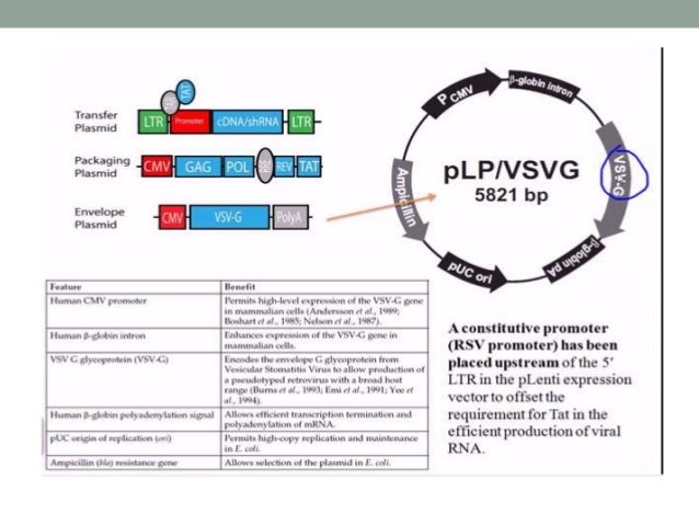 Animal viral based vectors