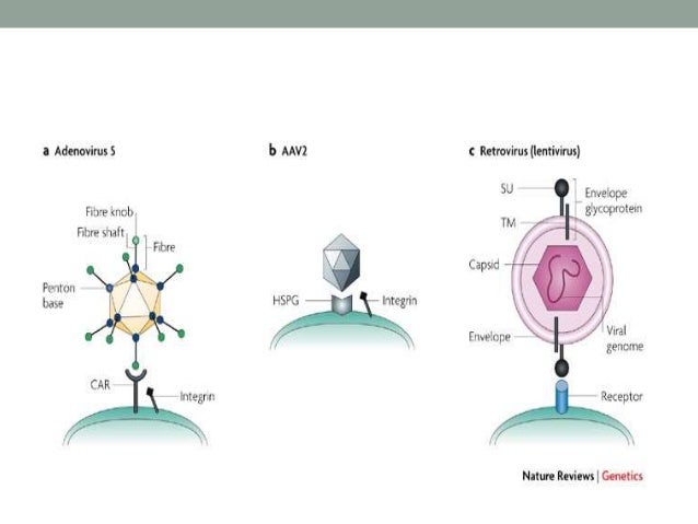 Animal viral based vectors