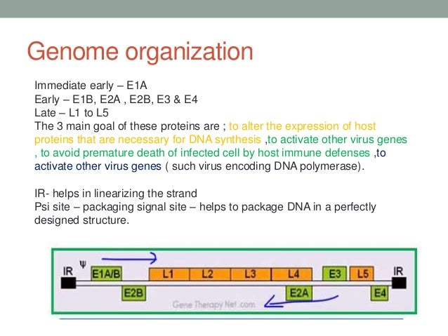 Animal viral based vectors