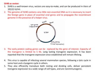 SV40 as vector:
1. SV40 is a well-known virus, vectors are easy-to-make, and can be produced in titers of
10(12) IU/ml.
2. The genome of SV40 contains very little non-essential DNA so it is necessary to insert
the foreign gene in place of essential viral genes and to propagate the recombinant
genome in the presence of a helper virus.
3. The early protein coding genes can be replaced by the gene of interest. Capacity of
the transgene is limited to 5 Kb. Long lasting transgene expression. It has been
reported that the transgene expression once established will remain lifelong.
4. This virus is capable of infecting several mammalian species, following a lytic cycle in
some host and a lysogenic cycle in others.
5. They also efficiently transduce both resting and dividing cells, deliver persistent
transgene expression to a wide range of cell types, and are nonimmunogenic.
 
