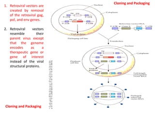 1. Retroviral vectors are
created by removal
of the retroviral gag,
pol, and env genes.
2. Retroviral vectors
resemble their
parent virus except
that the genome
encodes as a
therapeutic gene or
gene of interest
instead of the viral
structural proteins.
Cloning and Packaging
Cloning and Packaging
 