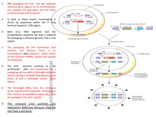 1. The packaging cell line has two separate
retroviral gene regions on its chromosomes;
one contains the gag gene, and the other
contains the pol and env genes.
2. In each of these inserts, transcription is
driven by sequences within the 5' long
terminal repeat (5' -LTR) region.
3. Both virus DNA segments lack the
encapsidation sequence (ψ) that is required
for packaging a retroviral genome into a viral
capsid.
4. The packaging cell line synthesizes viral
proteins, but because there is no
encapsidation (Δψ) sequence within either
of the retroviral mRNAs, empty viral capsids
are produced.
5. The viral proteins continue to be
synthesized after the transfection of a
packaging cell line with a full-length retroviral
vector carrying a remedial (therapeutic) gene
(Gene X) and a selectable marker gene
(Neor).
6. The full-length RNAs from the retrovirus
vector sequence are replicated, and because
they have an encapsidation region (ψ), they
are packaged into viral capsids.
7. The released viral particles are
replication defective because they do
not have a pol gene.
 
