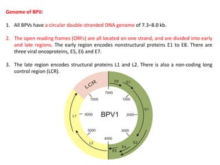 Genome of BPV:
1. All BPVs have a circular double-stranded DNA genome of 7.3–8.0 kb.
2. The open reading frames (ORFs) are all located on one strand, and are divided into early
and late regions. The early region encodes nonstructural proteins E1 to E8. There are
three viral oncoproteins, E5, E6 and E7.
3. The late region encodes structural proteins L1 and L2. There is also a non-coding long
control region (LCR).
 