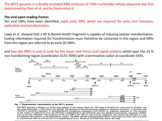The BPV1 genome is a double-stranded DNA molecule of 7945 nucleotides whose sequence was first
determined by Chen et al. and by Stenlund et al.
The viral open reading frames
Ten viral ORFs have been identified, eight early ORFs which are required for early viral functions,
replication and transformation.
Lowy et al. showed that a 69 % BamHI-HindIII fragment is capable of inducing cellular transformation.
Coding information required for transformation must therefore be contained in this region and ORFs
from this region are referred to as early (E) ORFs
and two late ORFs LI and L2 code for the major and minor viral capsid proteins which span the 31 %
non-transforming region (coordinates 4171-7095) with a termination codon at coordinate 5593.
 