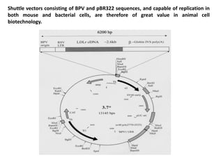 Shuttle vectors consisting of BPV and pBR322 sequences, and capable of replication in
both mouse and bacterial cells, are therefore of great value in animal cell
biotechnology.
 
