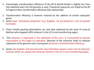 1. Interestingly, transformation efficiency of the 69 % BamHI-HindIII is slightly less than
that obtained when the full genome is used. If bacterial sequences are linked to the 69
% fragment then transformation efficiency falls substantially.
2. Transformation efficiency is however restored by the addition of certain eukaryotic
genes
3. which have 'stimulatory properties' (e.g. β-globin, rat pre-proinsulin, and rat growth
hormone).
4. These initially puzzling observations are now best explained by the work of Lusky &
Botchan who mapped a BPV enhancer in the 31 % non-transforming region.
5. This enhancer is implicated in the replication of the virus. It is presumed to activate
transcription at the origin of replication. Removal of the enhancer leads to reduced
replication of the genome and a consequent decrease in transformation efficiency.
6. Genes like β-globin and pre-proinsulin must therefore possess some sort of enhancer
function which can replace the enhancer function in the 31 % non-transforming region.
 