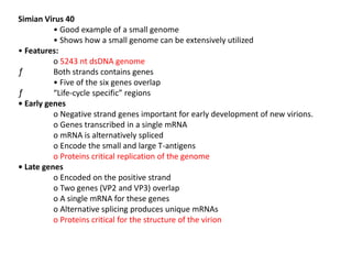 Simian Virus 40
• Good example of a small genome
• Shows how a small genome can be extensively utilized
• Features:
o 5243 nt dsDNA genome
ƒ Both strands contains genes
• Five of the six genes overlap
ƒ “Life-cycle specific” regions
• Early genes
o Negative strand genes important for early development of new virions.
o Genes transcribed in a single mRNA
o mRNA is alternatively spliced
o Encode the small and large T-antigens
o Proteins critical replication of the genome
• Late genes
o Encoded on the positive strand
o Two genes (VP2 and VP3) overlap
o A single mRNA for these genes
o Alternative splicing produces unique mRNAs
o Proteins critical for the structure of the virion
 