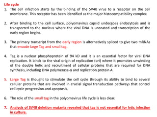 Life cycle
1. The cell infection starts by the binding of the SV40 virus to a receptor on the cell
membrane. This receptor has been identified as the major histocompatibility complex
2. After binding to the cell surface, polyomavirus capsid undergoes endocytosis and is
transported to the nucleus where the viral DNA is uncoated and transcription of the
early region begins.
3. The primary transcript from the early region is alternatively spliced to give two mRNAs
that encode large Tag and small tag.
4. Tag is a nuclear phosphoprotein of 94 kD and it is an essential factor for viral DNA
replication. It binds to the viral origin of replication (ori) where it promotes unwinding
of the double helix and recruitment of cellular proteins that are required for DNA
synthesis, including DNA polymerase-α and replication protein A.
5. Large Tag is thought to stimulate the cell cycle through its ability to bind to several
cellular proteins that are involved in crucial signal transduction pathways that control
cell cycle progression and apoptosis.
6. The role of the small tag in the polyomavirus life cycle is less clear.
7. Analysis of SV40 deletion mutants revealed that tag is not essential for lytic infection
in culture.
 