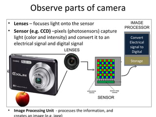 Animal vision | PPT