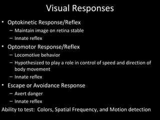 Animal vision | PPT