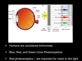 Retina Humans are considered trichromats  Blue, Red, and Green Cone Photorecpetors Rod photoreceptors – are important for vision in dim light 