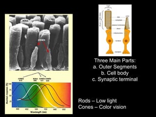 Rods – Low light  Cones – Color vision Three Main Parts: a. Outer Segments b. Cell body c. Synaptic terminal 
