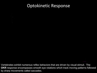 Optokinetic Response Vertebrates exhibit numerous reflex behaviors that are driven by visual stimuli.  The  OKR  response encompasses smooth eye rotations which track moving patterns followed by sharp movements called saccades. 