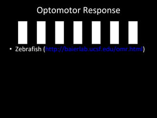 Optomotor Response Zebrafish ( http://baierlab.ucsf.edu/omr.html ) 