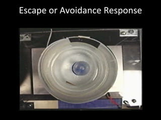 Escape or Avoidance Response 