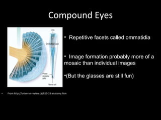 Compound Eyes From http://universe-review.ca/R10-33-anatomy.htm Repetitive facets called ommatidia Image formation probably more of a mosaic than individual images  (But the glasses are still fun) 