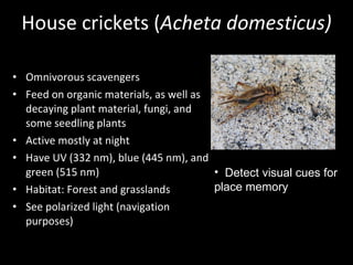 House crickets ( Acheta domesticus)   Omnivorous scavengers Feed on organic materials, as well as decaying plant material, fungi, and some seedling plants Active mostly at night Have UV (332 nm), blue (445 nm), and green (515 nm) Habitat: Forest and grasslands See polarized light (navigation purposes) Detect visual cues for place memory 