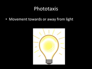 Phototaxis Movement towards or away from light 