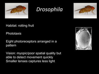 Drosophila Habitat: rotting fruit Phototaxis Eight photoreceptors arranged in a pattern Vision: myopic/poor spatial quality but able to detect movement quickly Smaller lenses captures less light 
