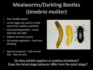 Mealworms/Darkling Beetles ( tenebrio moliter) Over 20,000 species  Larval stages are used as a food source fish, reptiles, and birds. Adult darkling beetles – active both day and night Habitat: burrows in grain Eat mostly vegetation – fresh and decaying Spectral response – 520 nm and 334 – 365 nm (UV) Do they exhibit negative or positive phototaxis?  Does the larval stage behavior differ from the adult stage? 