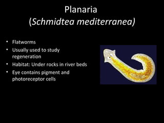 Planaria  ( Schmidtea mediterranea) Flatworms  Usually used to study regeneration Habitat: Under rocks in river beds Eye contains pigment and photoreceptor cells 