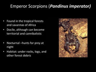 Emperor Scorpions ( Pandinus imperator) Found in the tropical forests and savannas of Africa Docile, although can become territorial and cannibalistic Nocturnal –hunts for prey at night Habitat: under rocks, logs, and other forest debris 