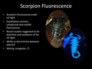 Scorpion Fluorescence Scorpions fluorescence under UV light. Exoskeleton contains compounds that exhibit flourescence Recent studies suggested its for detection and avoidance of the UV light.  Ability to discriminate between species? Mating, navigation, ?) 