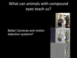 What can animals with compound eyes teach us? Better Cameras and motion detection systems? 