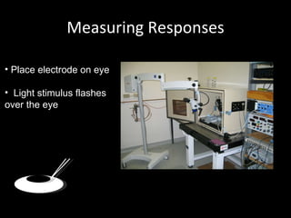 Measuring Responses Place electrode on eye  Light stimulus flashes over the eye 