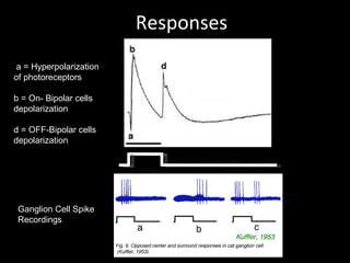 Responses Ganglion Cell Spike Recordings a = Hyperpolarization of photoreceptors b = On- Bipolar cells depolarization d = OFF-Bipolar cells depolarization 
