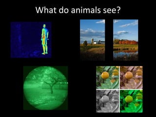 What do animals see? 