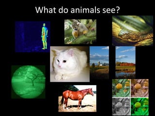 What do animals see? 