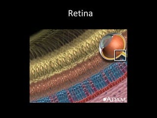 The Retina From www.howstuffworks.com Retina 