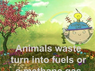 Animals waste turn into fuels or a methane gas 