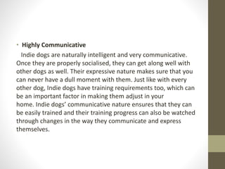 • Highly Communicative
Indie dogs are naturally intelligent and very communicative.
Once they are properly socialised, they can get along well with
other dogs as well. Their expressive nature makes sure that you
can never have a dull moment with them. Just like with every
other dog, Indie dogs have training requirements too, which can
be an important factor in making them adjust in your
home. Indie dogs’ communicative nature ensures that they can
be easily trained and their training progress can also be watched
through changes in the way they communicate and express
themselves.
 