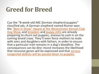 Greed for Breed
Cue the “8-week-old AKC German shepherd puppies”
classified ads. A German shepherd named Rumor won
the “Best in Show” Award at the Westminster Kennel Club
Dog Show, and breeders and puppy mills are already
preparing to churn out puppies, anxious to cash in on the
coming breed craze. They’ll even force mothers to mate
with sons and daughters with fathers, in order to ensure
that a particular trait remains in a dog’s bloodline. The
consequences can be dire: Incest increases the likelihood
that recessive genes will be expressed and that serious
congenital defects will be passed down to puppies.
 