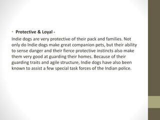 • Protective & Loyal -
Indie dogs are very protective of their pack and families. Not
only do Indie dogs make great companion pets, but their ability
to sense danger and their fierce protective instincts also make
them very good at guarding their homes. Because of their
guarding traits and agile structure, Indie dogs have also been
known to assist a few special task forces of the Indian police.
 