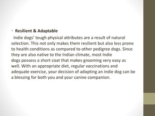 • Resilient & Adaptable
Indie dogs’ tough physical attributes are a result of natural
selection. This not only makes them resilient but also less prone
to health conditions as compared to other pedigree dogs. Since
they are also native to the Indian climate, most Indie
dogs possess a short coat that makes grooming very easy as
well. With an appropriate diet, regular vaccinations and
adequate exercise, your decision of adopting an indie dog can be
a blessing for both you and your canine companion.
 