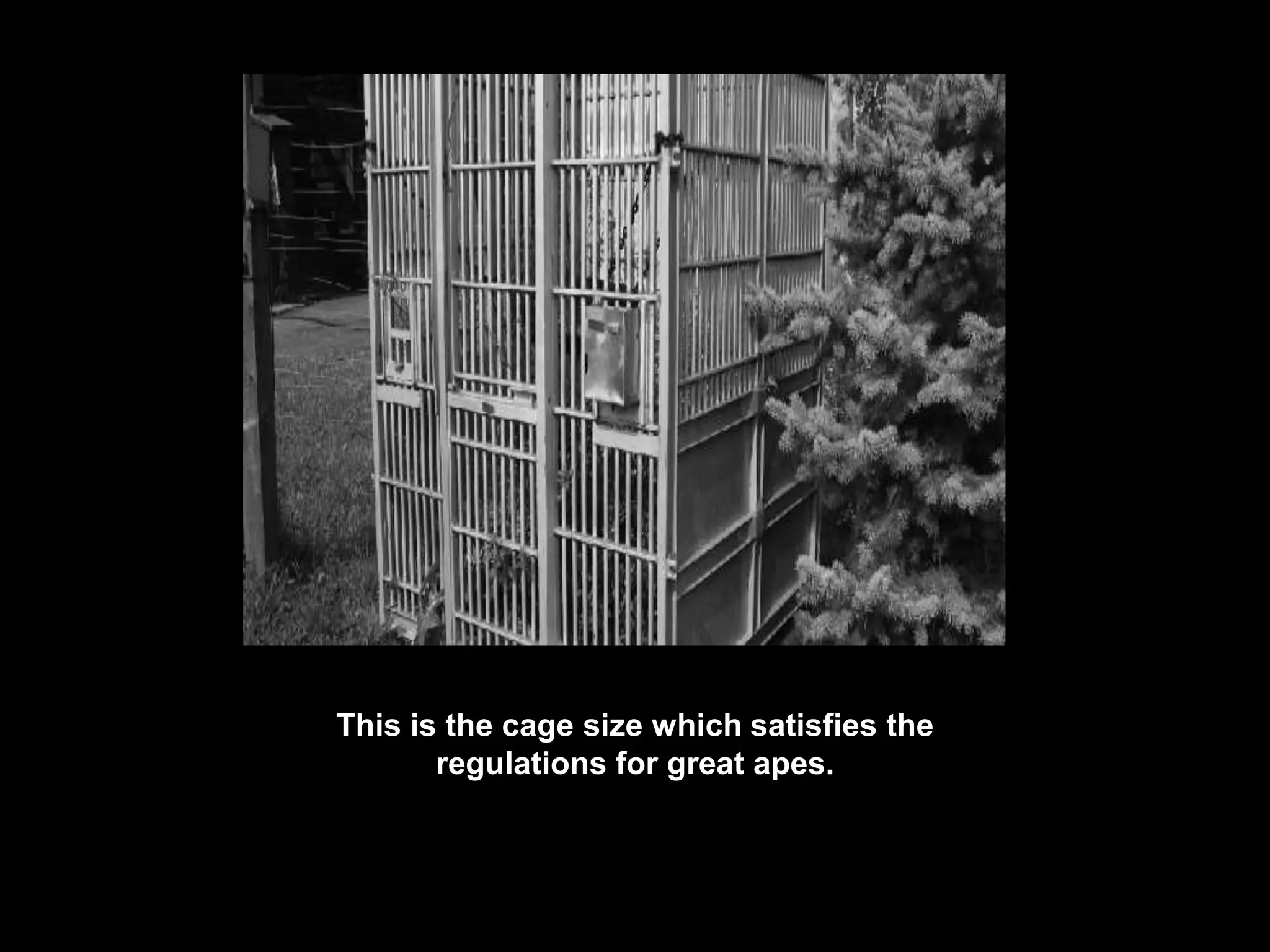 This is the cage size which satisfies the
regulations for great apes.
 