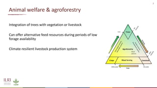 Animal welfare and agroforestry in Ethiopia