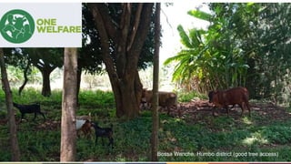 Animal welfare and agroforestry in Ethiopia