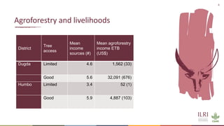 Animal welfare and agroforestry in Ethiopia