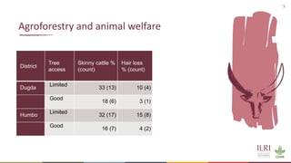 Animal welfare and agroforestry in Ethiopia