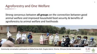 Animal welfare and agroforestry in Ethiopia