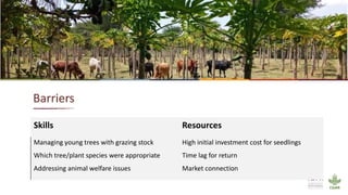 Animal welfare and agroforestry in Ethiopia