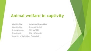 Animal welfare in captivity
Submitted by: Muhammad Ansar Abbas
Submitted to: Dr.Immad Rashid
Registration no: 2022-ag-5884
Department: DVM 1st Semester
University of Agriculture Faisalabad
 