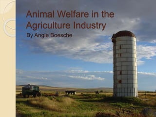 Animal Welfare in the
Agriculture Industry
By Angie Boesche
 