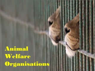 Animal
Welfare
Organisations
 